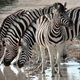 Illustration for article titled How The Zebra Got Its Stripes, With Alan Turing
